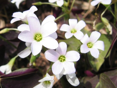 Oxalis regnellii