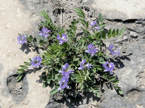 Oxytropis sp.