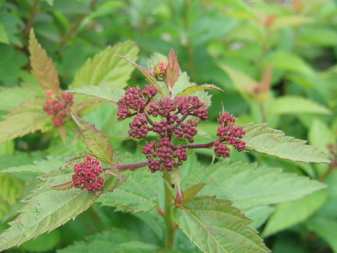 Spiraea japonica f. alpina