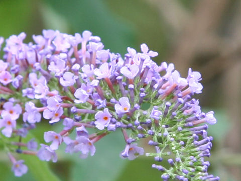 Buddleja curviflora f. venenifera