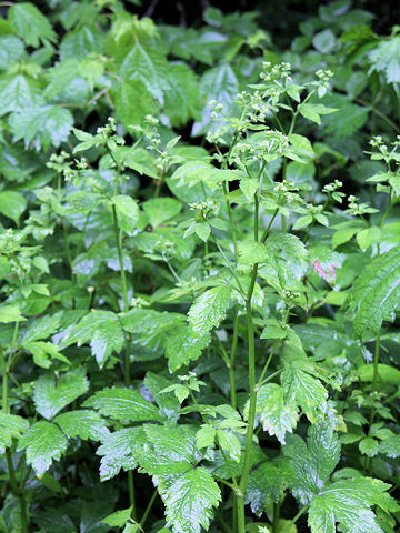 Sanicula chinensis