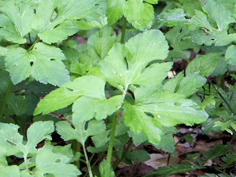 Sanicula chinensis