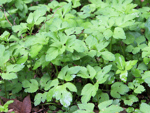 Sanicula chinensis