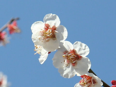 Prunus mume cv. Bungo Ume Tairin