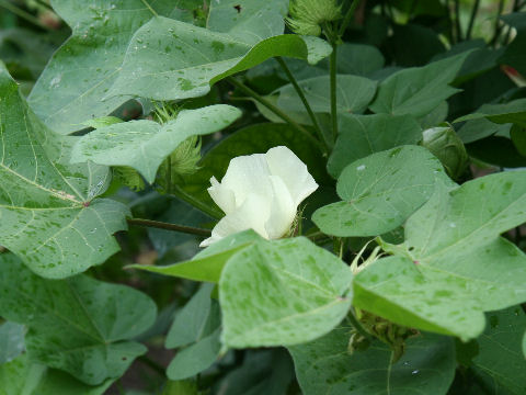 Gossypium hirsutum cv. Watagashi