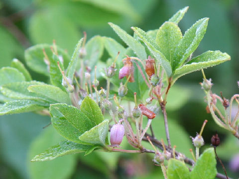 Menziesia Multiflora ウラジロヨウラク はどんな植物 Weblio辞書