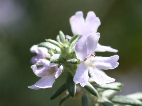 Westringia fruticosa cv. Wynyabbie Gem