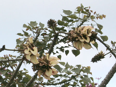 Erythrina sandwicensis