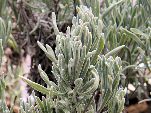 Lavandula lanata