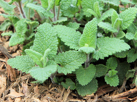 Teucrium scorodonia