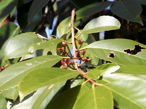 Prunus zippeliana