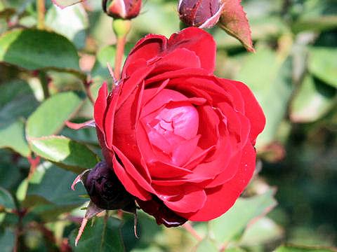 Rosa cv. Amadeus