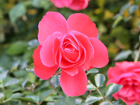 Rosa cv. Grand Cayon