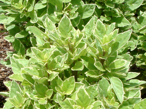 Ocimum x citriodorum cv. Pesto Perpetuo