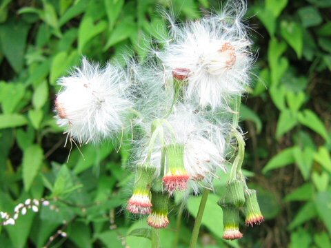 紅花襤褸菊