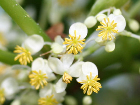 Begonia convolvulacea