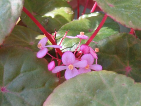 Begonia sp.(Malaysia #1)