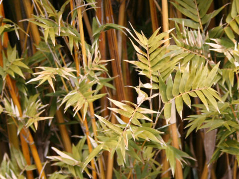 Bambusa multiplex var. elegans