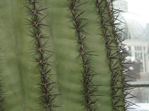 Saguaro Cactusはどんな植物 Weblio辞書