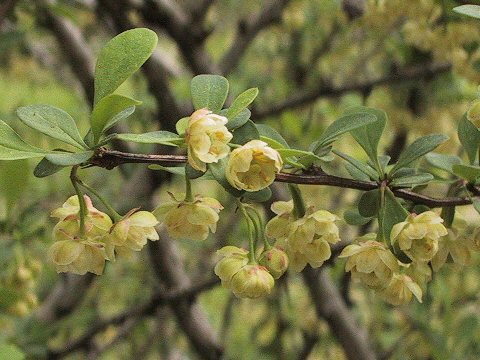 Berberis orthobotrys