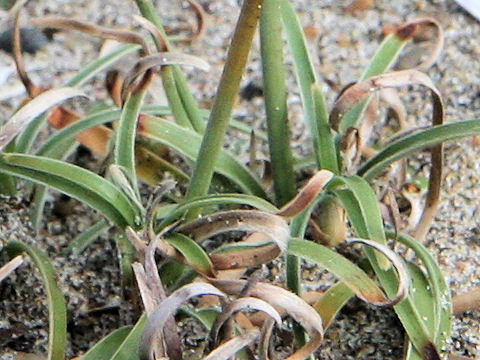 Fimbristylis sericea