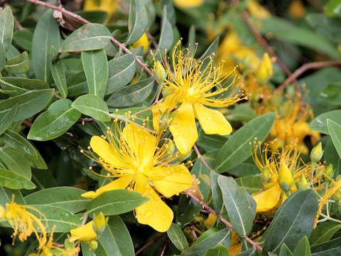 Hypericum chinense var. salicifolium