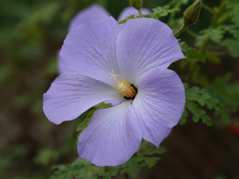 ブルーハイビスカスはどんな植物 わかりやすく解説 Weblio辞書