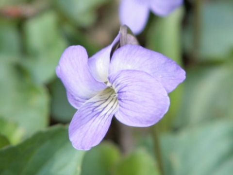 Blue Violetはどんな植物 わかりやすく解説 Weblio辞書