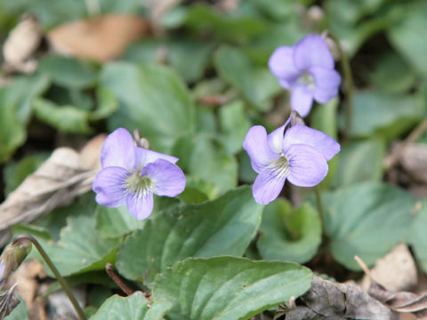 Blue Violetはどんな植物 わかりやすく解説 Weblio辞書