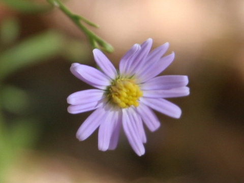 Boltonia diffusa