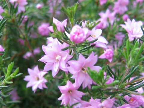 Boronia pilosa cv. Rose Blossom