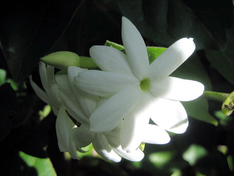 ボルネオ素馨