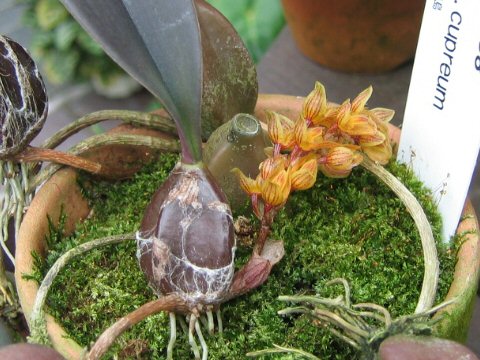 Bulbophyllum cupreum