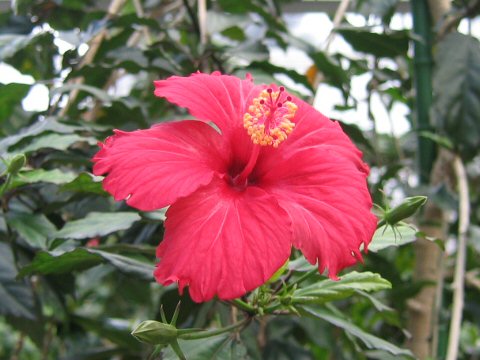 Chinese Hibiscusはどんな植物 わかりやすく解説 Weblio辞書