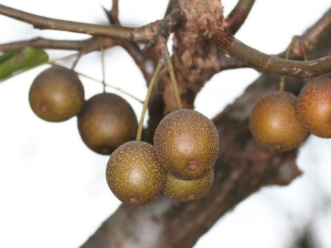 Pyrus fauriei