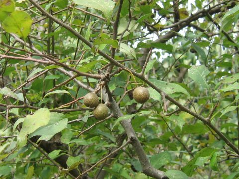 Pyrus fauriei