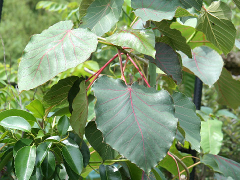 Ficus petiolaris