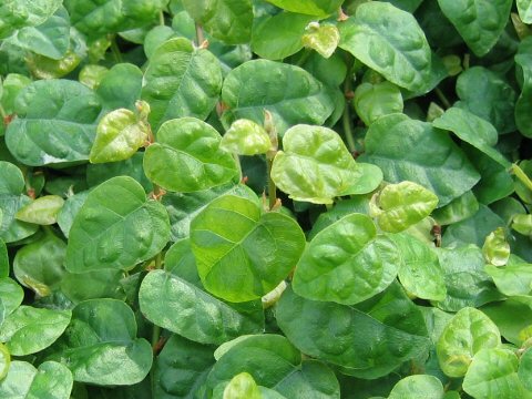 Ficus pumila