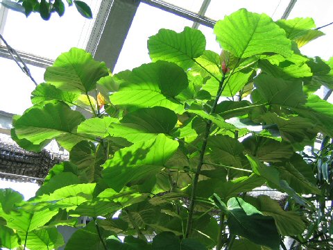 Ficus umbellata