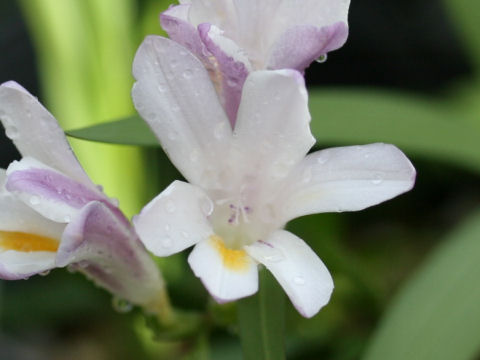 Freesia elimensis