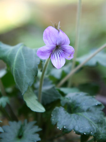 斑切れ茜菫