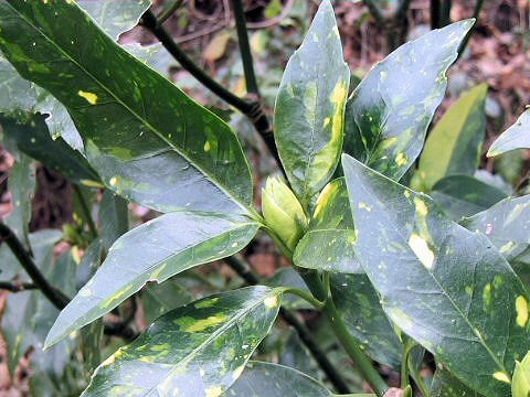 Aucuba japonica cv. Variegata