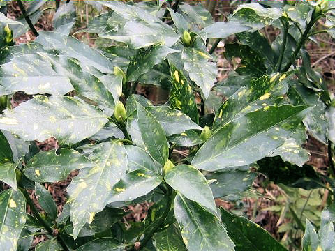 Aucuba japonica cv. Variegata