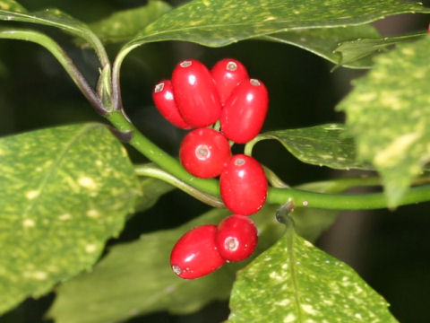 Aucuba japonica cv. Variegata