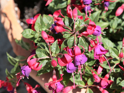 Fuchsia hybrida