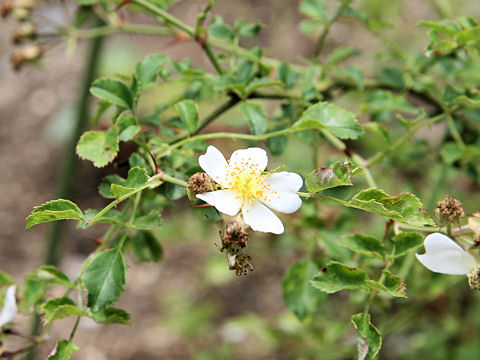 ふじいばらはどんな植物 わかりやすく解説 Weblio辞書