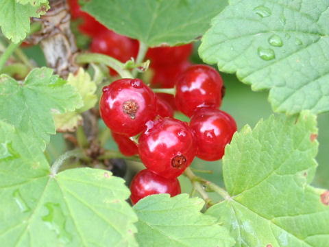 Ribes Rubrum フサスグリ の種類や特徴 Weblio辞書