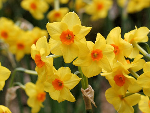 Tazetta Narcissusはどんな植物 Weblio辞書