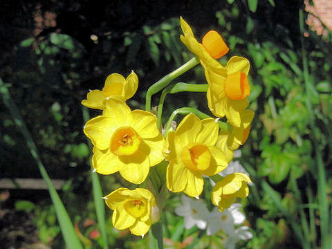 Tazetta Daffodilはどんな植物 Weblio辞書