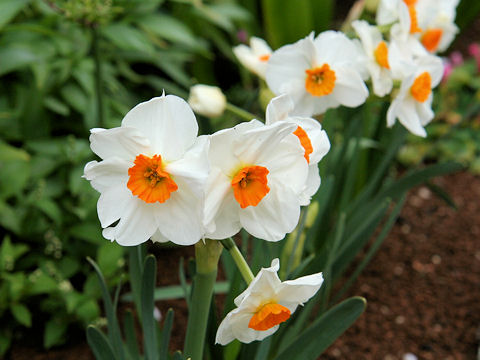 Tazetta Narcissusはどんな植物 Weblio辞書